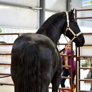 Meet your Posher, Angel